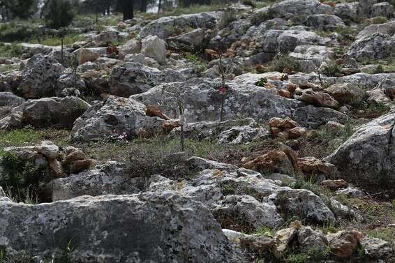 מאות עצי זית נשתלו // צילום: אורן בן חקון